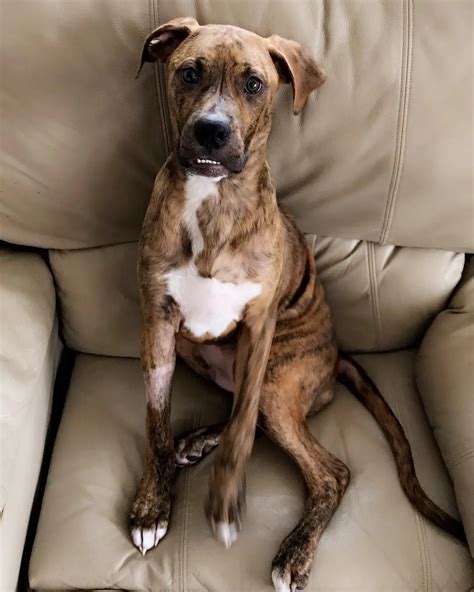 Boxer pit terrier mix - Sometimes known as the Bullboxer Pit, the Pixoter or the American …